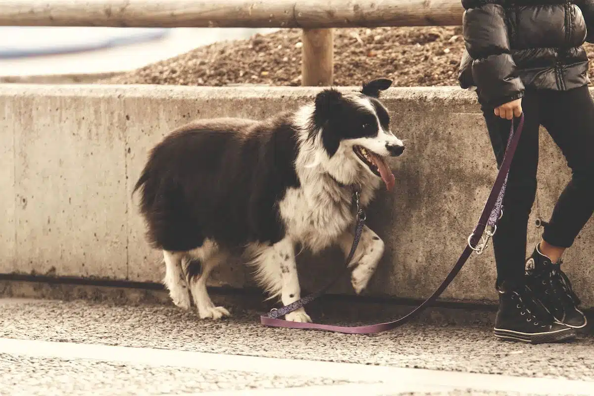 promenade  chiens