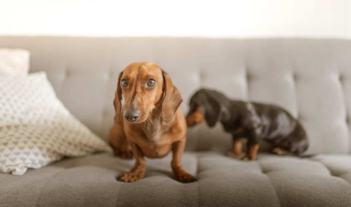 chien appartement