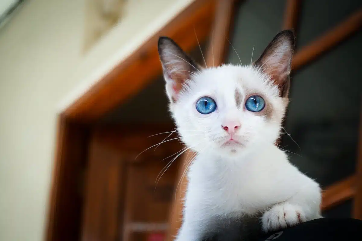 chaton  développement