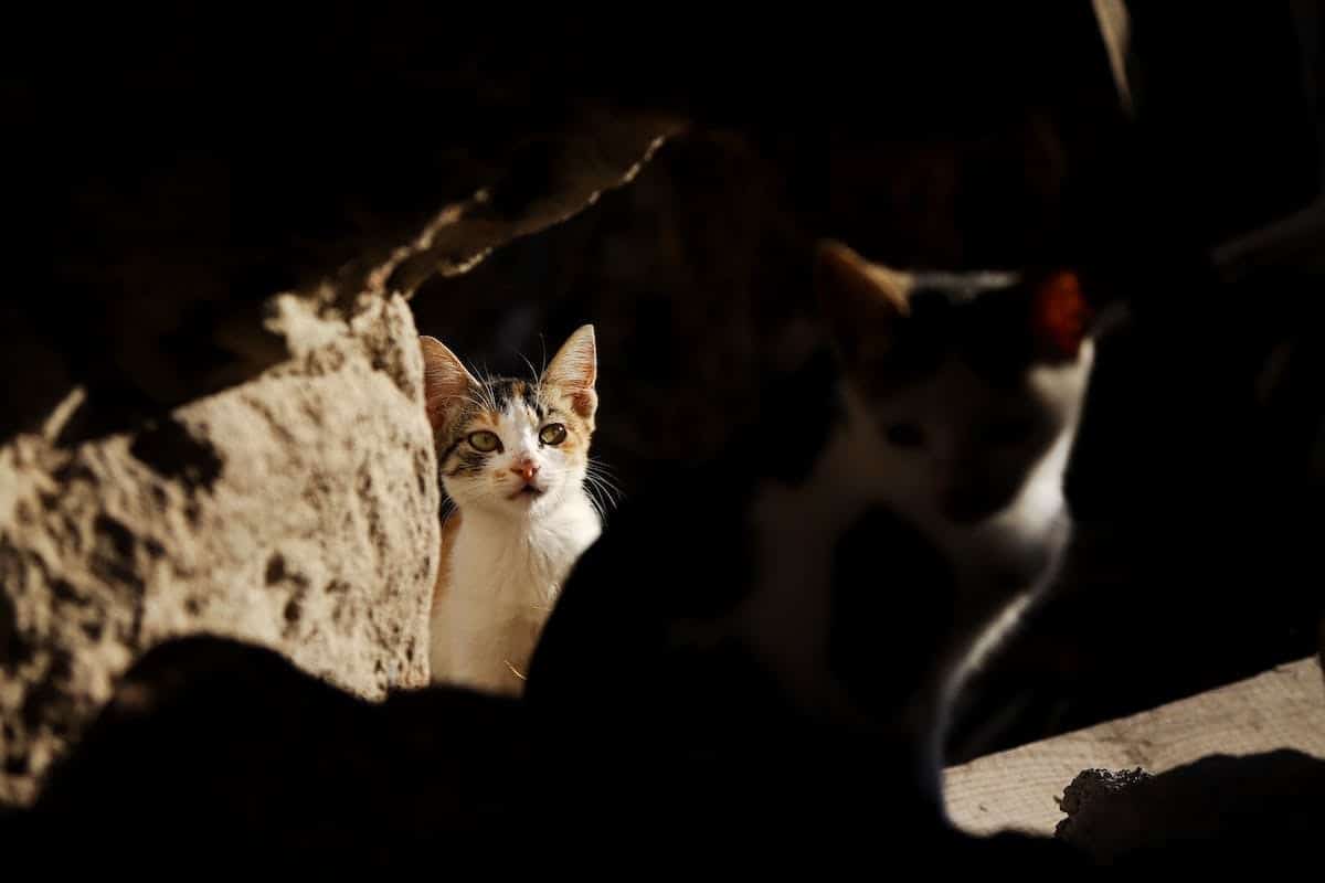 chat  socialisation