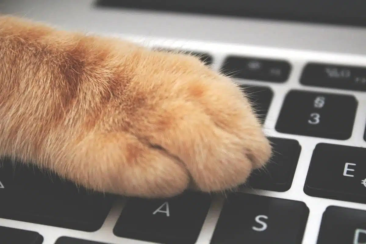 chat  intégration