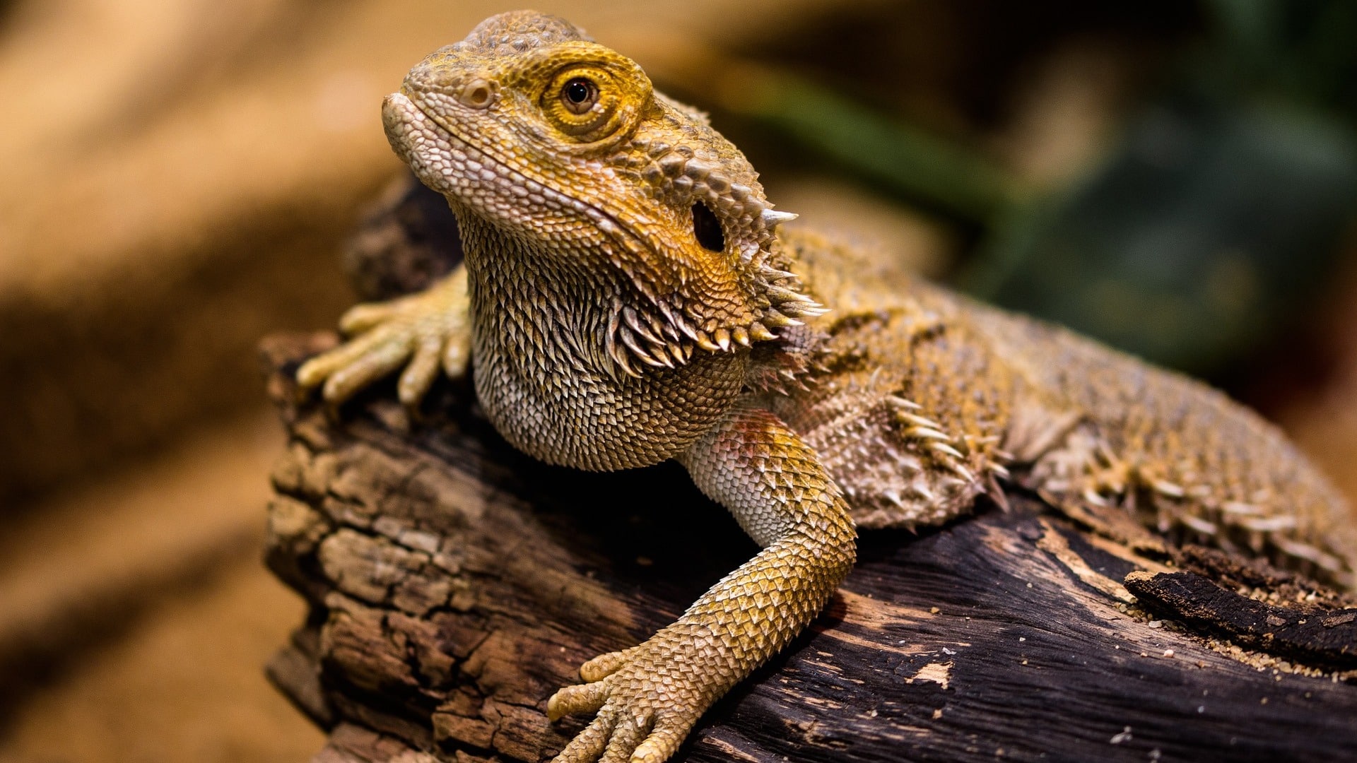 adopter un Dragon d’eau 