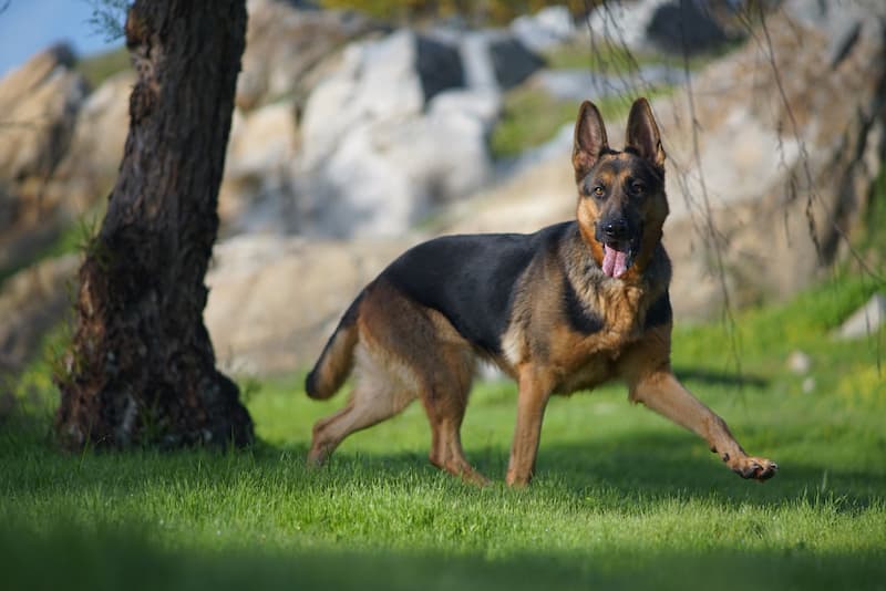 Un berger allemand en extérieur