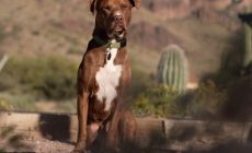 Assurance pour les chiens de catégorie 1 et 2 : pourquoi est-ce essentiel ?