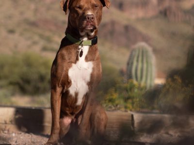 Assurance pour les chiens de catégorie 1 et 2 : pourquoi est-ce essentiel ?