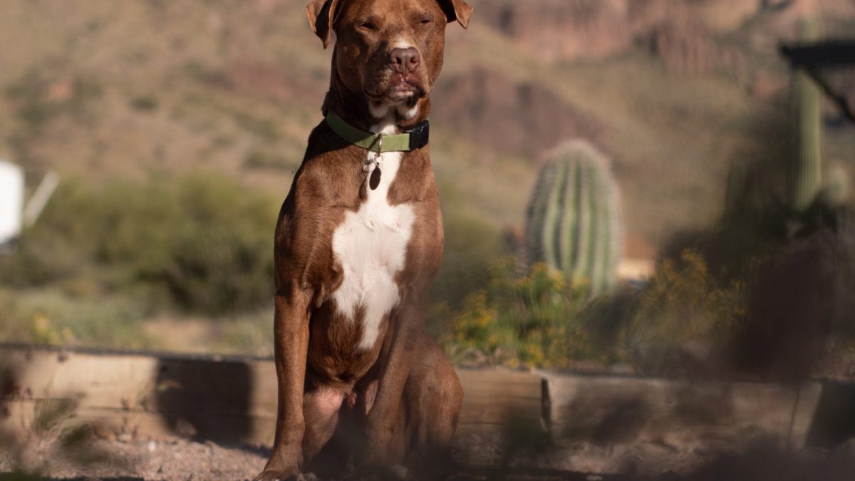 Assurance pour les chiens de catégorie 1 et 2 : pourquoi est-ce essentiel ?
