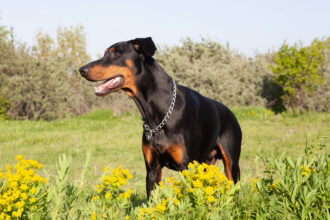 Assurance Rottweiler : quelles garanties privilégier ?