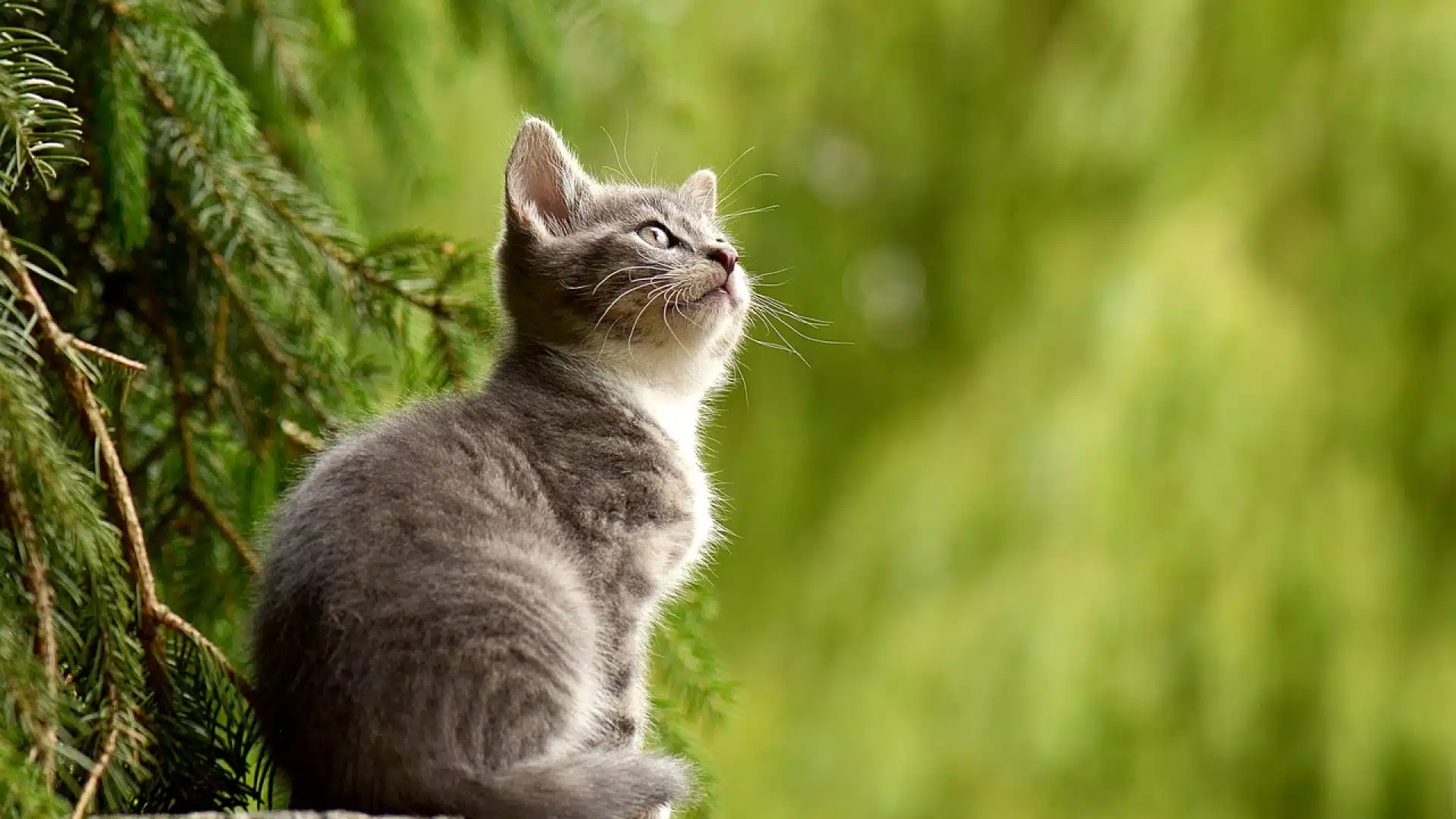 Conseils pour bien choisir les croquettes de votre chat