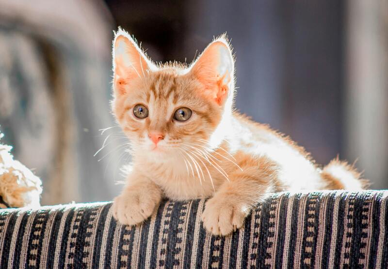 un chaton